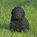 Curly Coated Retriever
