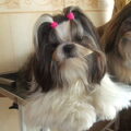 Shih Tzu