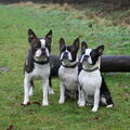 Boston Terrier