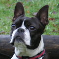Boston Terrier
