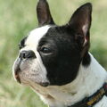 Boston Terrier