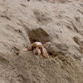 Engelse Cocker Spaniel