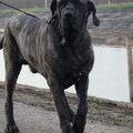 Fila Brasileiro