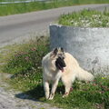 Tervuerense Herder