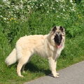 Tervuerense Herder