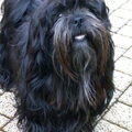 Lhasa Apso
