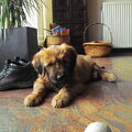 Briard
