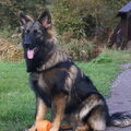 Oud Duitse Herdershond