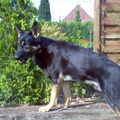 Duitse Herder