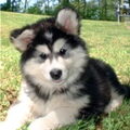 Alaskan Malamute