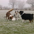 Australian Shepherd
