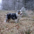 Australian Shepherd