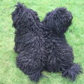 Puli