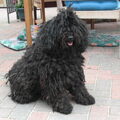 Puli