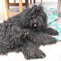 Puli
