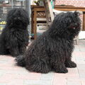 Puli