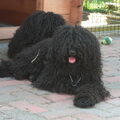 Puli