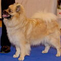 Keeshond, Middenslag