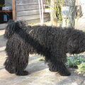 Puli