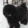 Puli