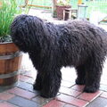 Puli