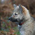 IJslandse Hond