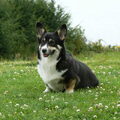 Welsh Corgi Pembroke