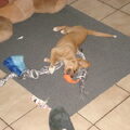 ooohh, wat is het leuk om met die frisbee te spelen, vooral als ik het touw heb ontrafeld!