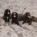 Duitse Staande Hond, Langhaar