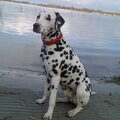Dalmatische hond