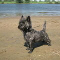 Cairn Terrier