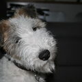 Foxterrier, draadhaar