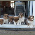 Sheltie
