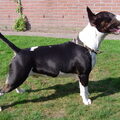 Bull Terrier