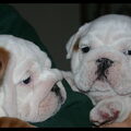 Engelse Bulldog