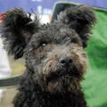 Pumi