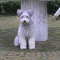 Pumi