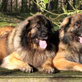 Leonberger