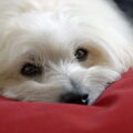 Coton de Tulear