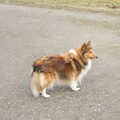 Sheltie