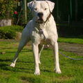 Dogo Argentino