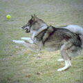 Laika, West Siberische