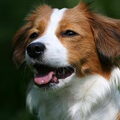 Kooikerhondje