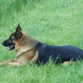 Duitse Herder