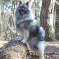 Keeshond, Grijze