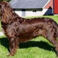 Duitse Wachtel (Kwartelhond)