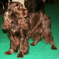 Field Spaniel
