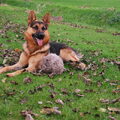 Duitse Herder
