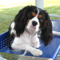 Cavalier King Charles Spaniel