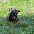 Dwergpinscher